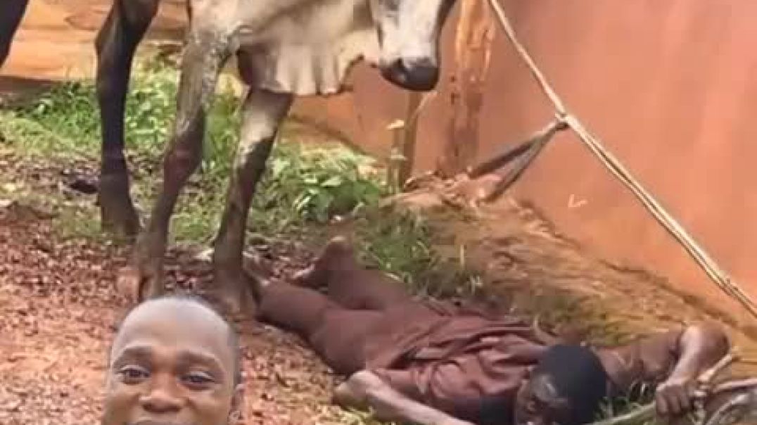 Cow boy didn't see this coming.