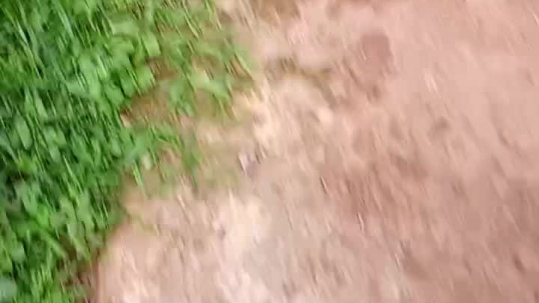 How to train catfish