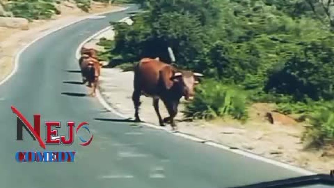 ⁣Smart cow with good heart ❤️