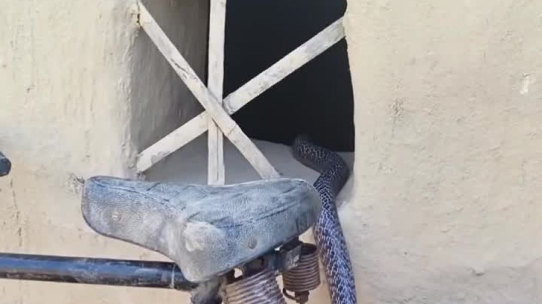 ⁣Snàke in my neighbor house