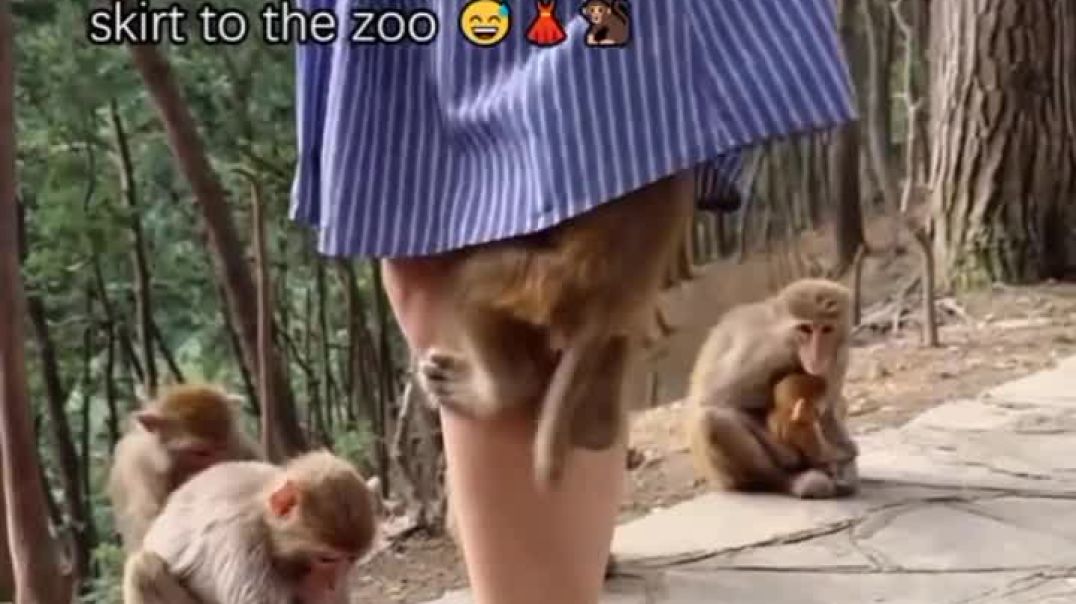 Monkèy and wahala for zoo