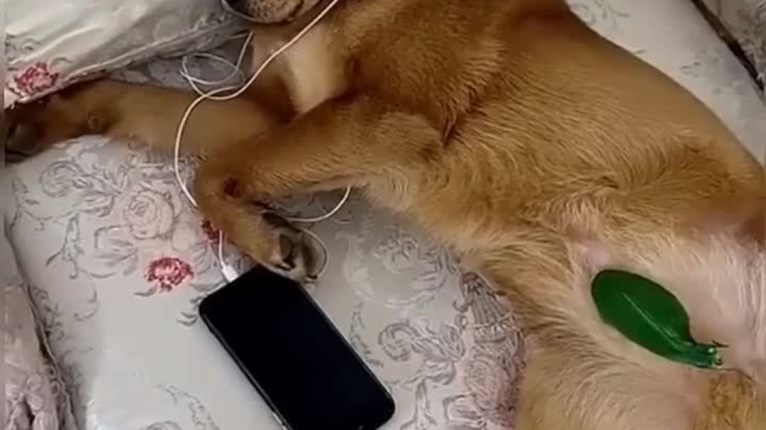 Disrespectful dog am feeding